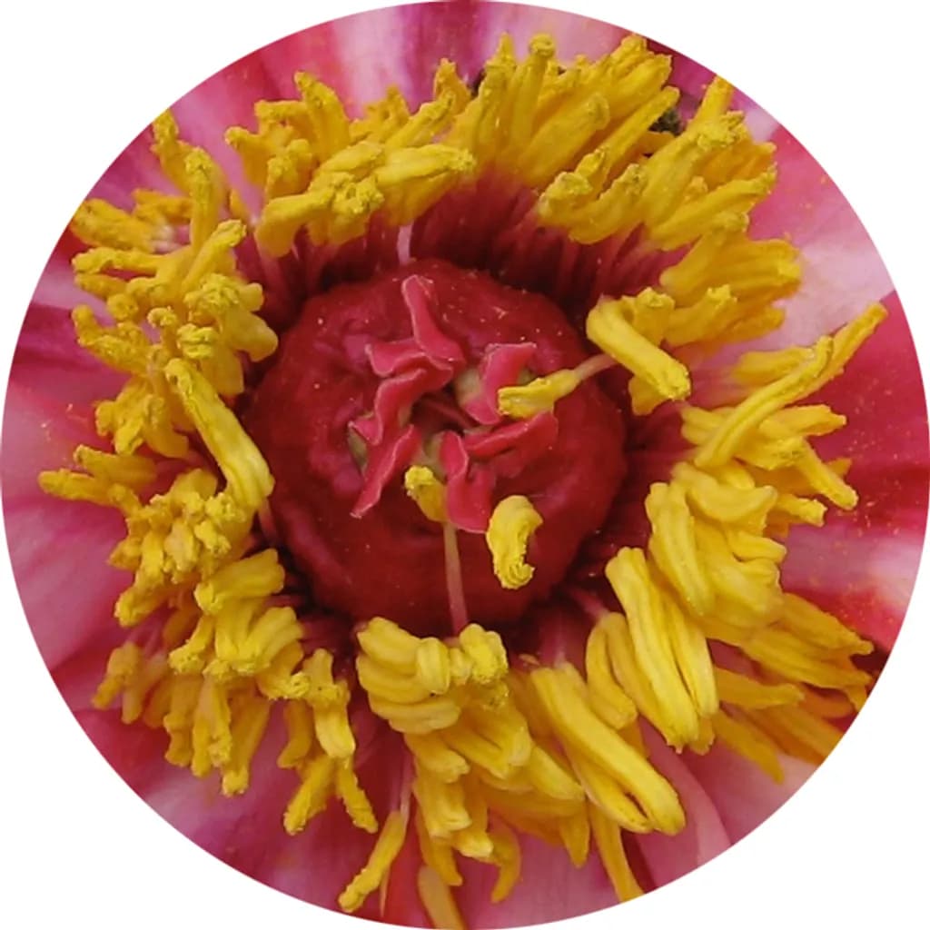 Fire Flame Peony