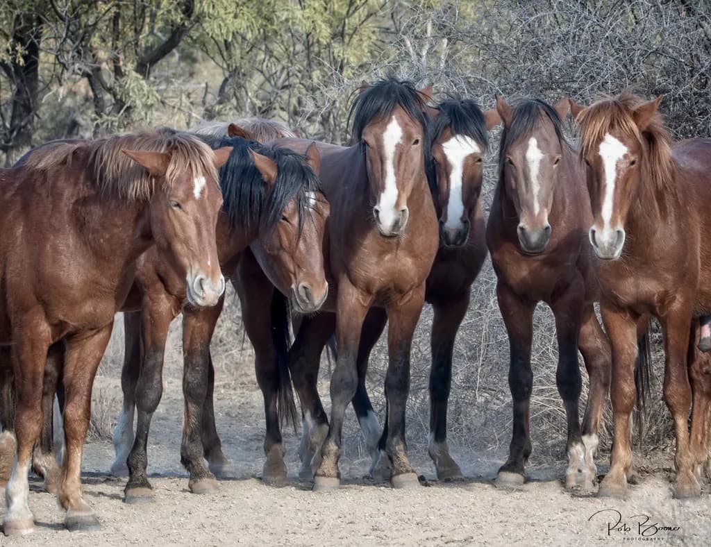 Majestic Harmony: A Gathering of Wild Horses in Nature's Embrace