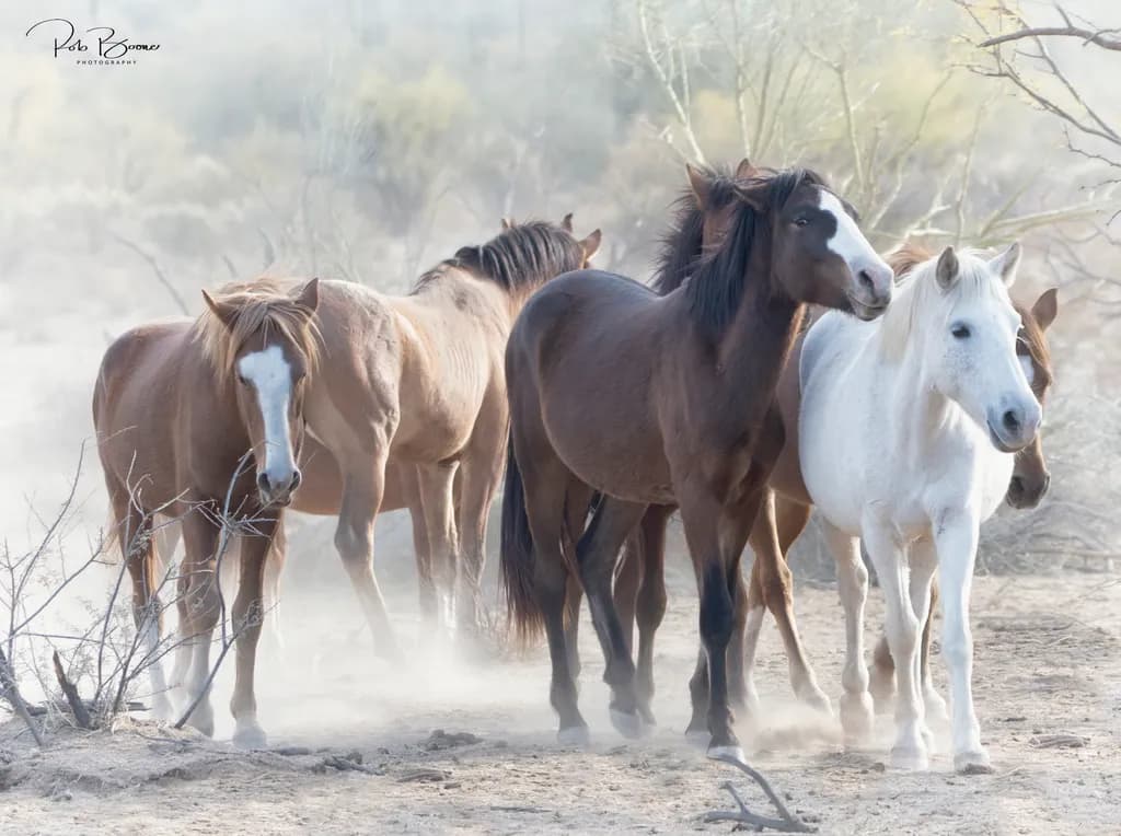 Whispers of the Wild: A Serene Gathering of Horses in Dusty Harmony
