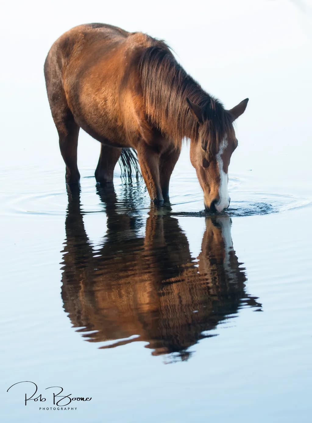 Serenity in Reflection: A Tranquil Horse at Water's Edge