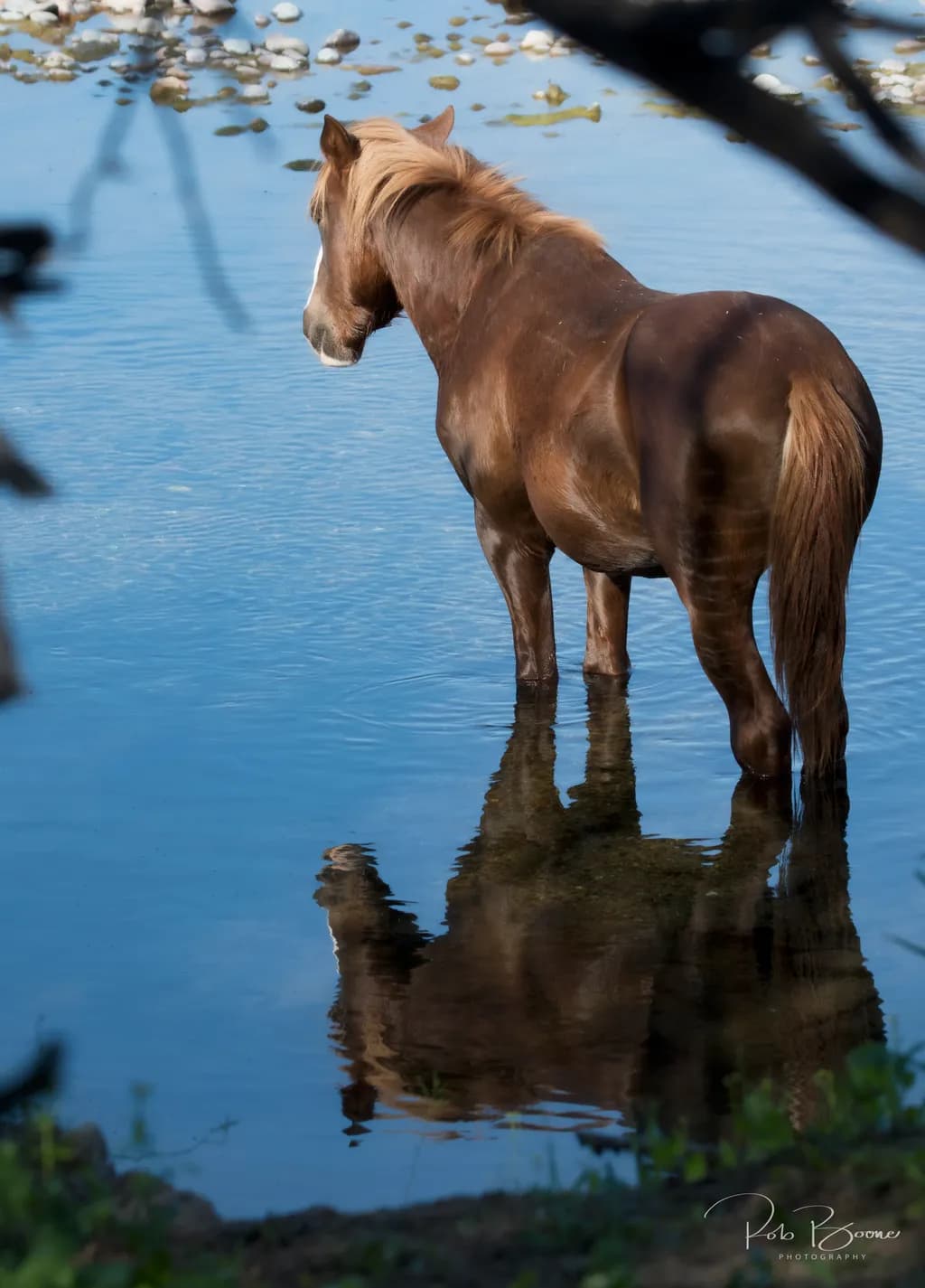 Serenity in Reflection: A Horse's Tranquil Moment by the Water's Edge