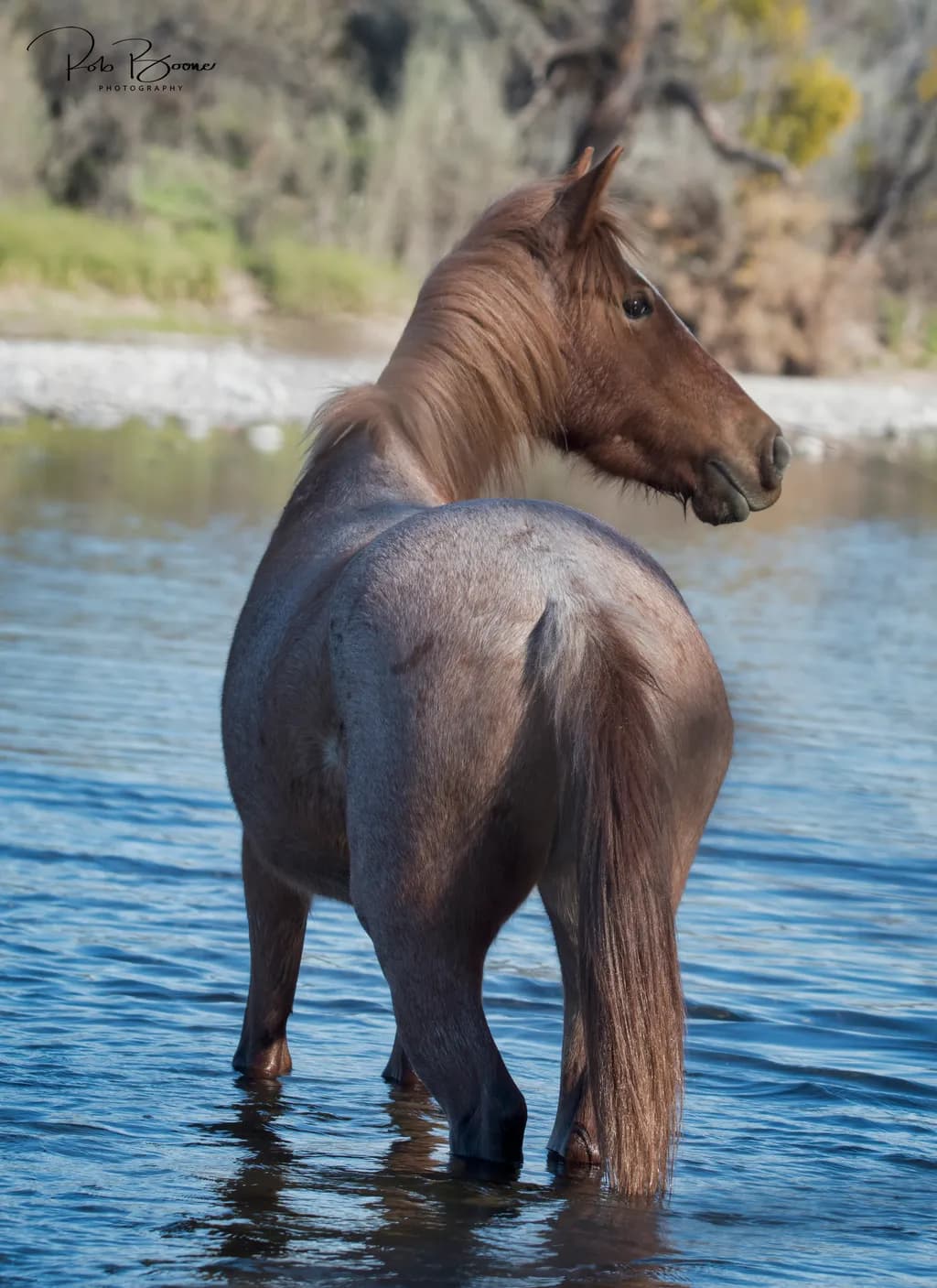 Majestic Reflection: A Wild Horse in Tranquil Waters