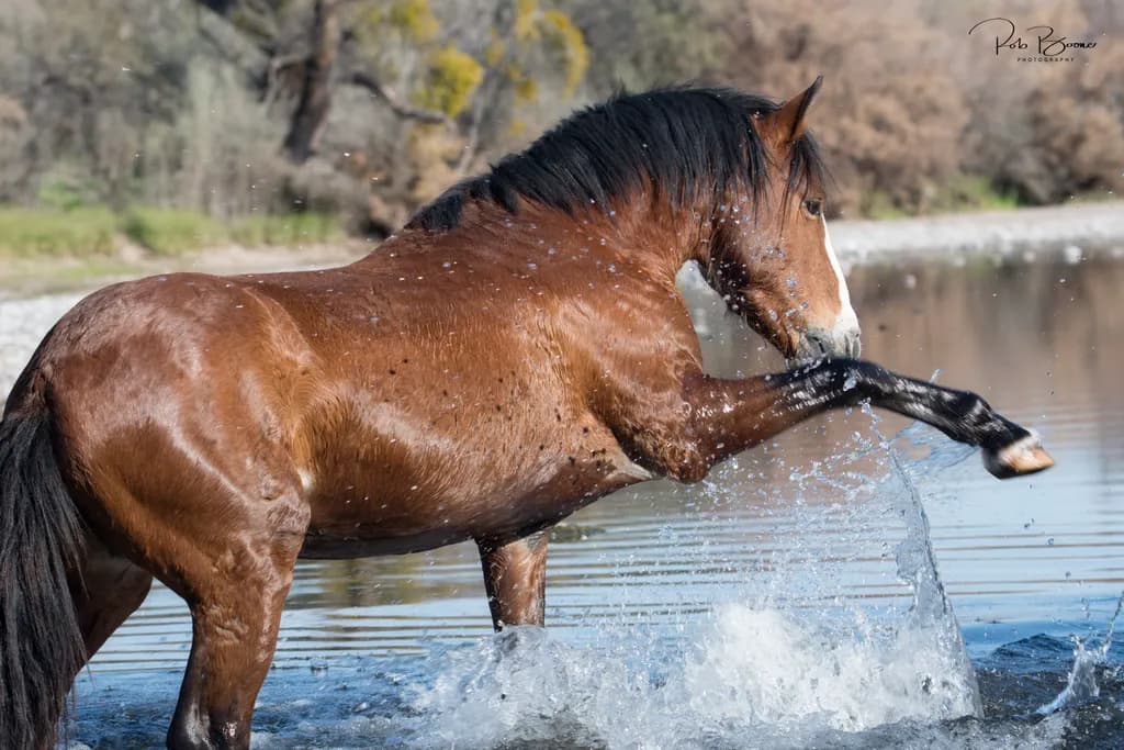 Majestic Equine Dance: A Horse's Playful Splash in Nature's Embrace