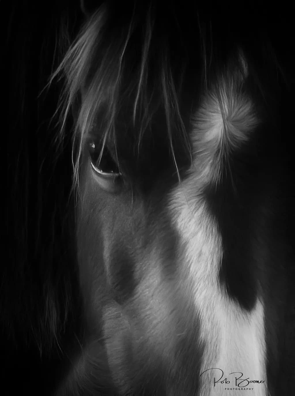 Whispers of the Wild: A Monochrome Portrait of Equine Grace