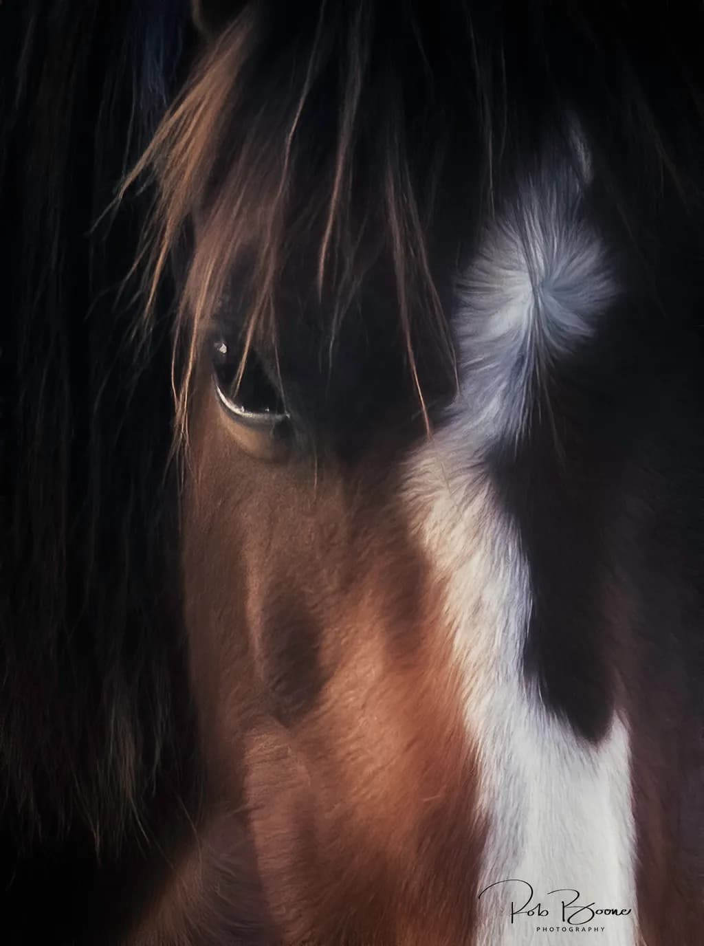 Whispers of the Wild: A Close-Up Portrait of Equine Grace
