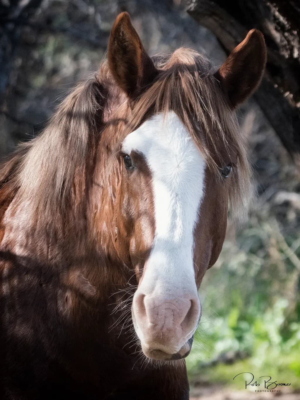 Majestic Equine Gaze: A Portrait of Strength and Grace in Nature's Embrace