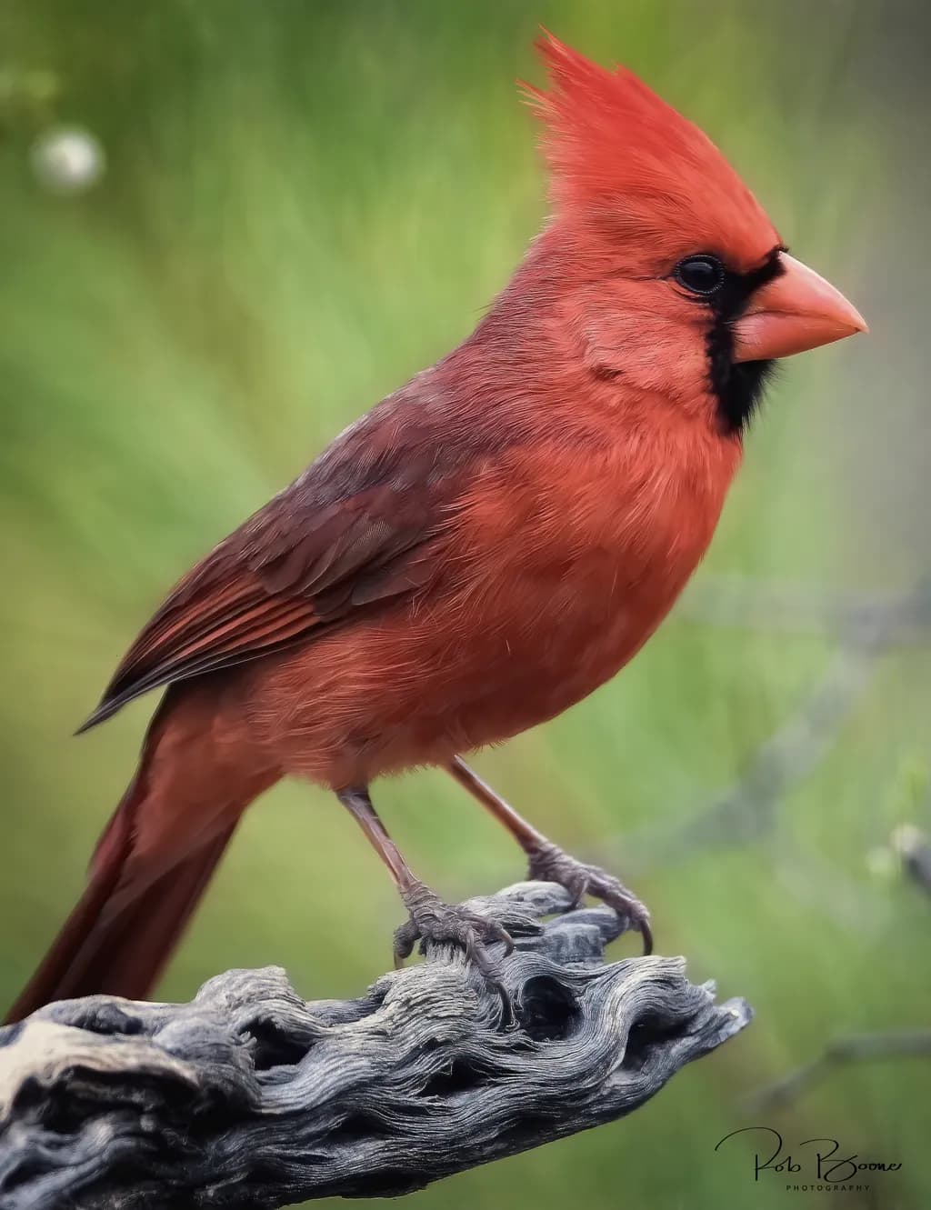Vibrant Cardinal: Nature's Fiery Muse on a Rustic Perch