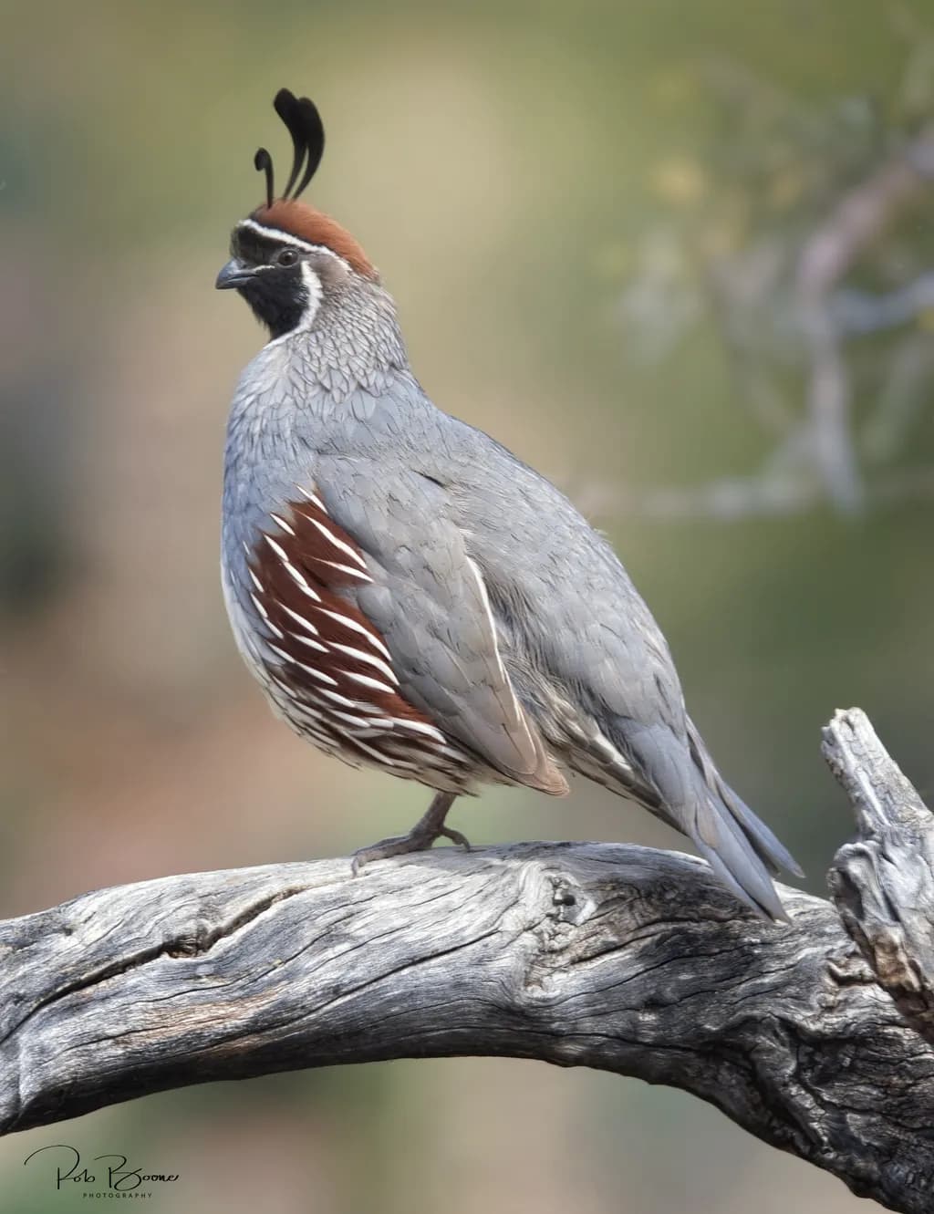 Whispers of the Woodland: A Colorful Quail Perched in Nature's Embrace