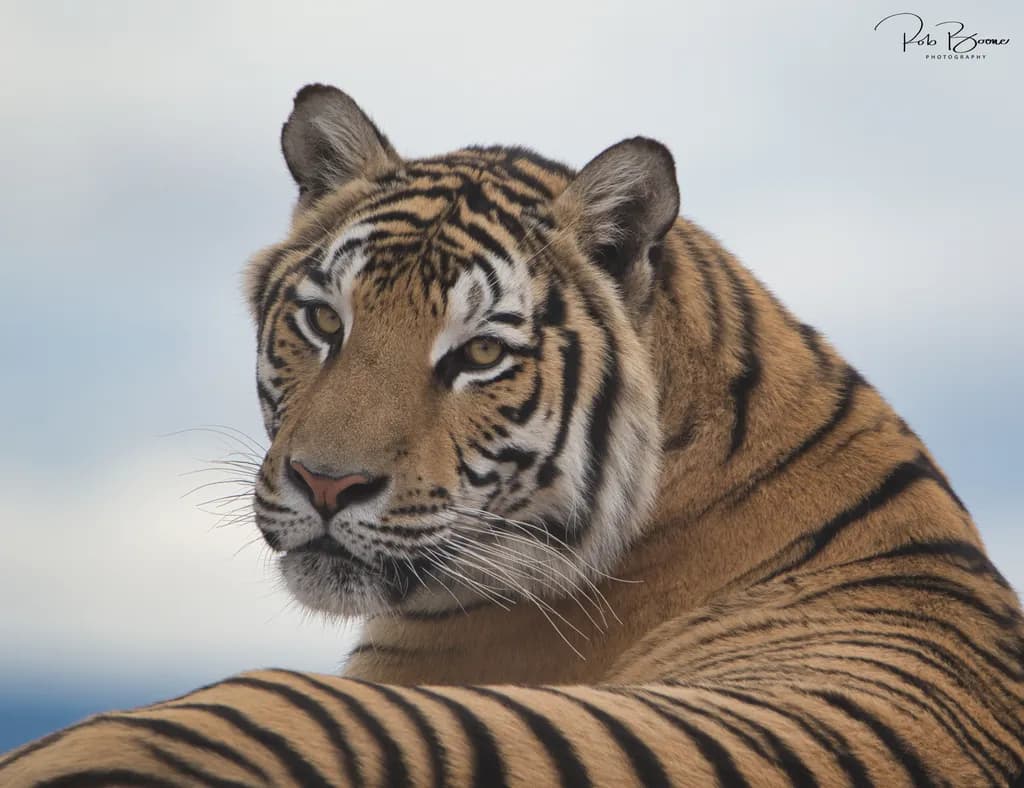 Majestic Gaze: The Serene Power of a Tiger in Nature's Embrace