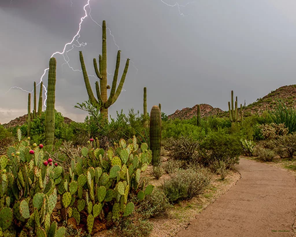 Monsoon Lightning Desert