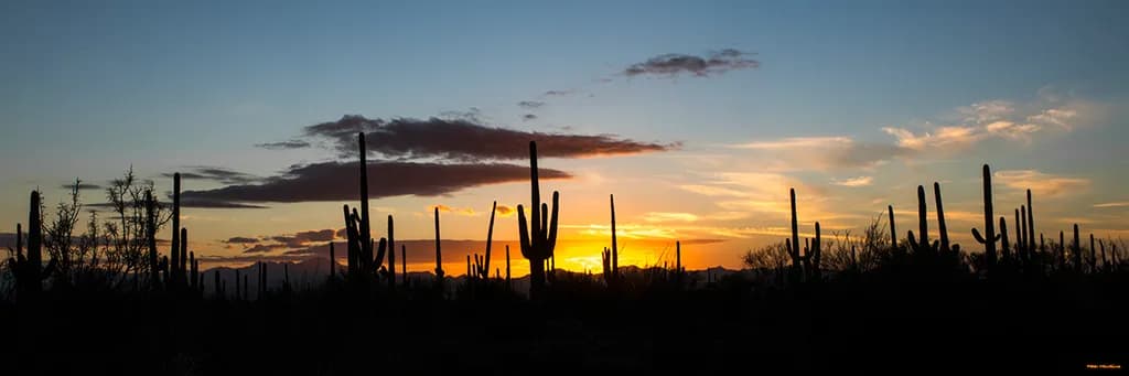 Saguaro Sunset