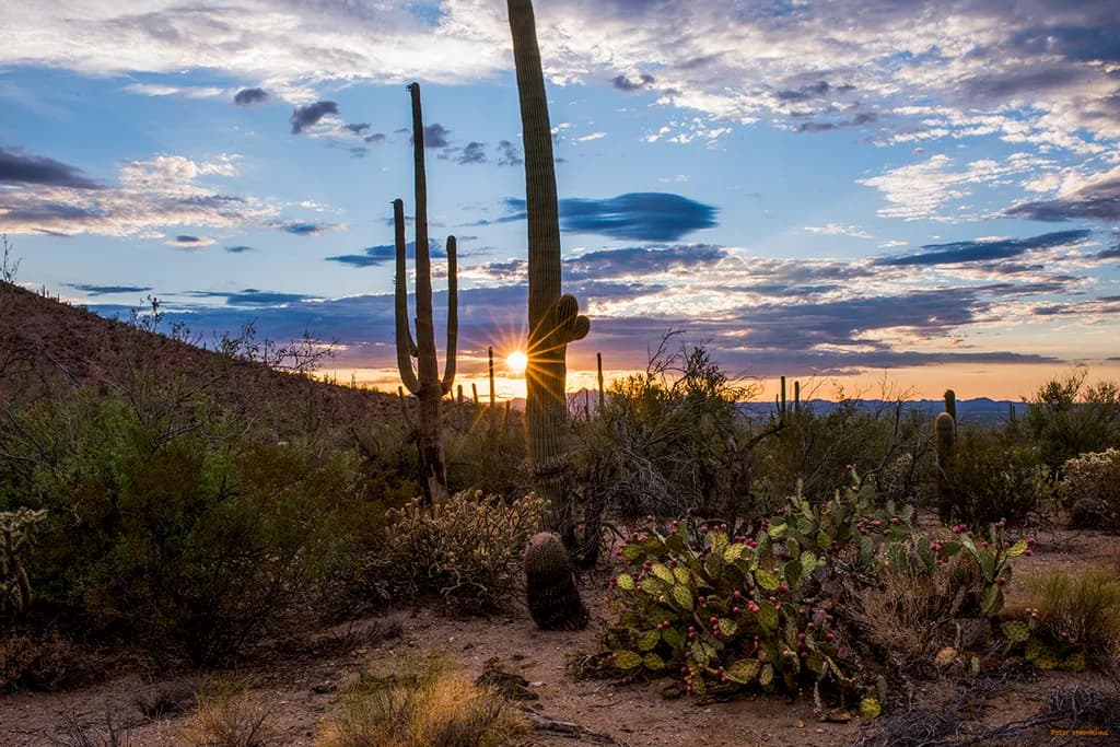 Summer Cactus Sunset