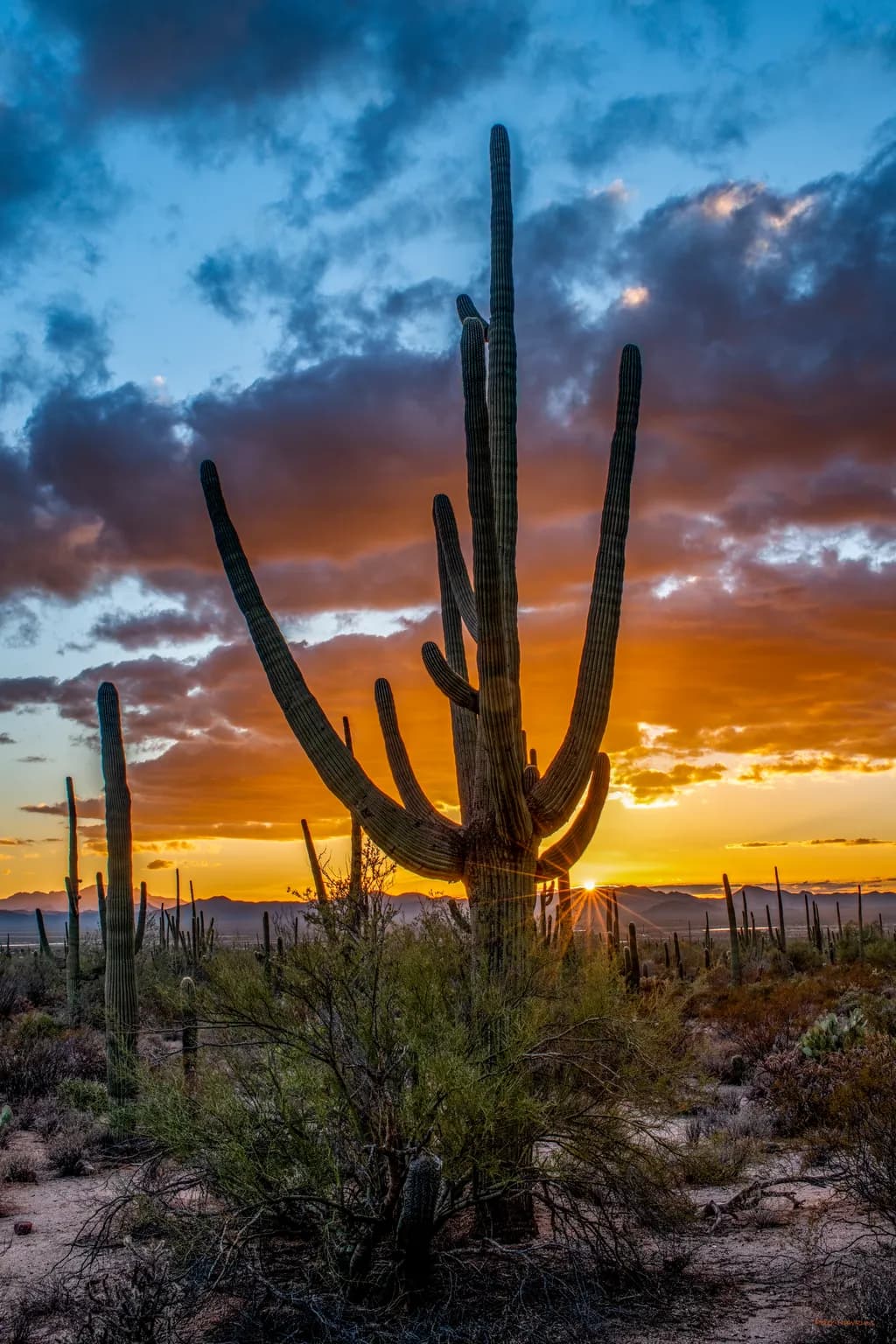 Desert Sunset