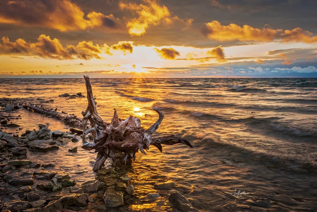 Golden Driftwood Sunset