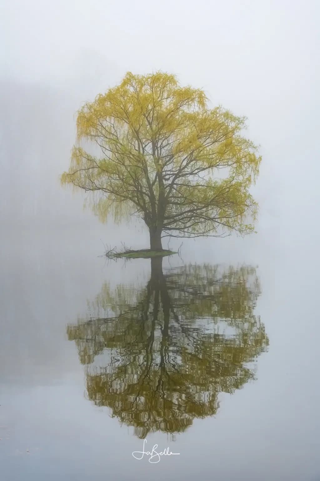Fog at Kensington