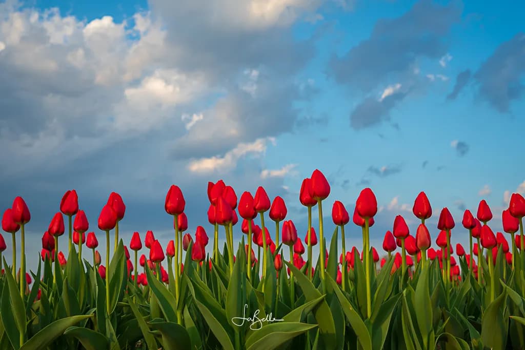 Debuck Tulips