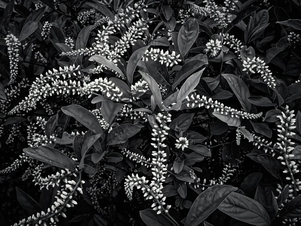 Whispers of Nature: A Monochrome Exploration of Botanical Elegance