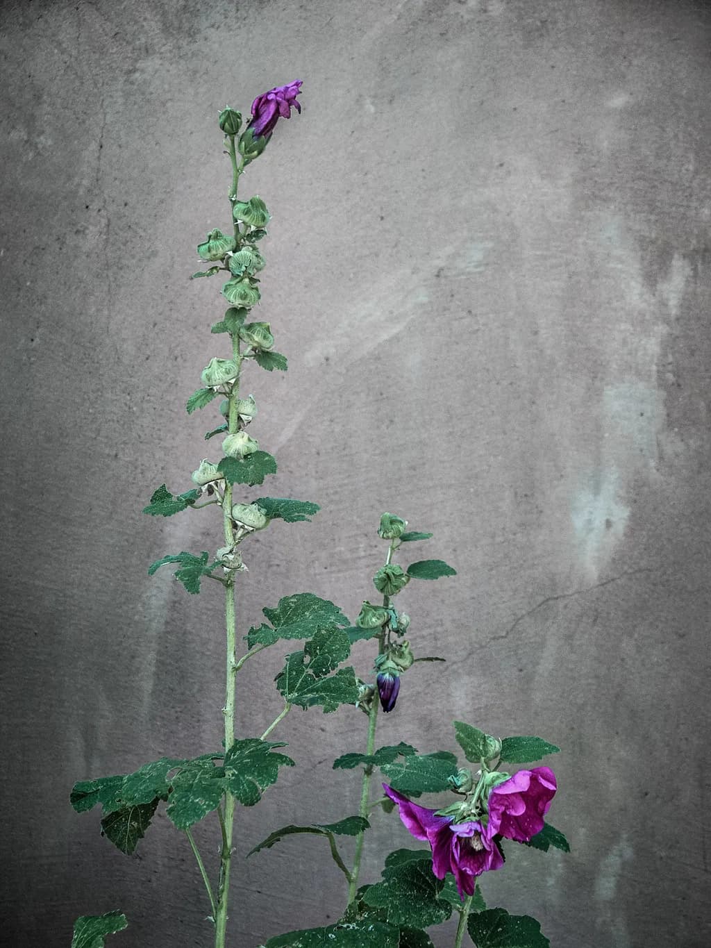 Whispers of Nature: A Study in Purple and Green Elegance