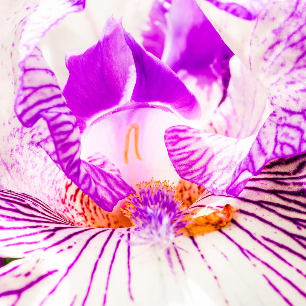 Whispers of Nature: A Macro Exploration of Orchid Petals in Purple Hues