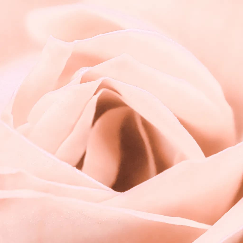 Whispers of Pink Petals: A Delicate Rose in Bloom