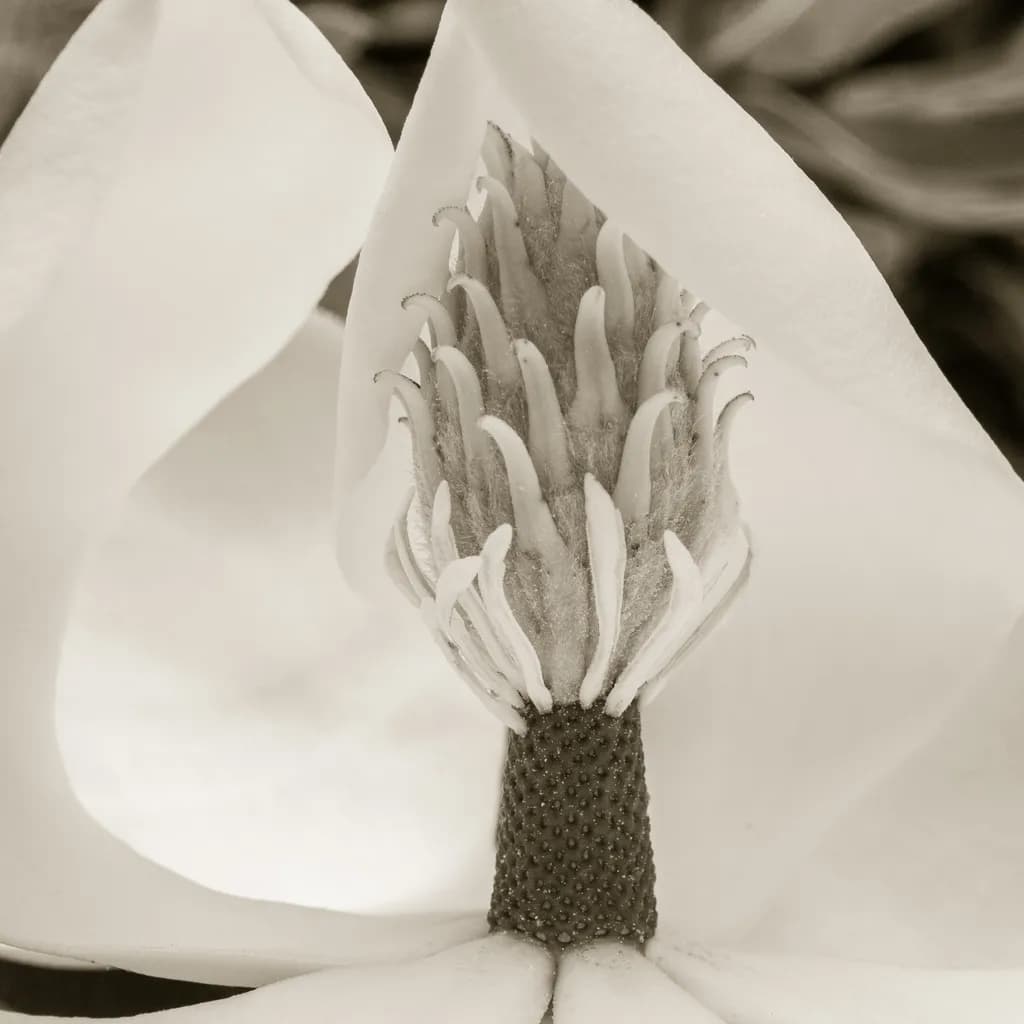Delicate Monochrome Bloom: A Botanical Study in Petals and Form