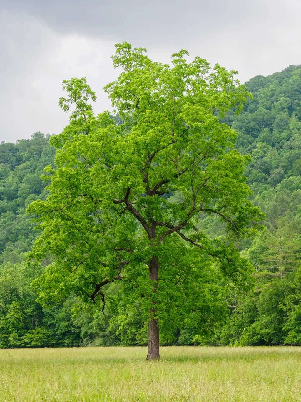 Majestic Solitude: A Lone Tree Standing Tall Amidst Nature's Canvas