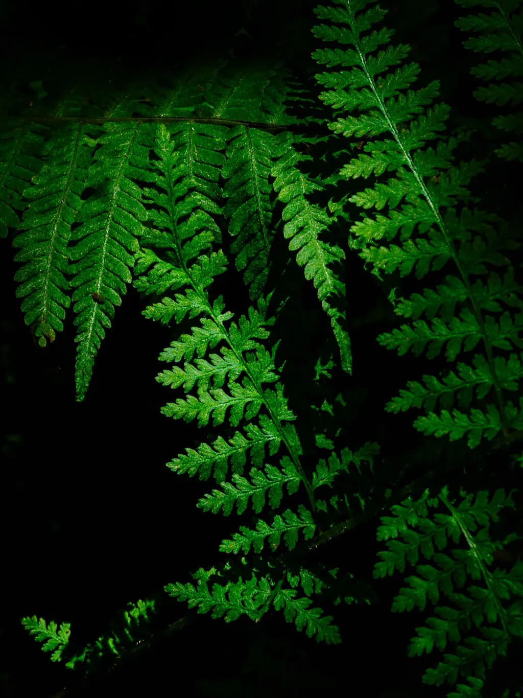 The Age of Ferns