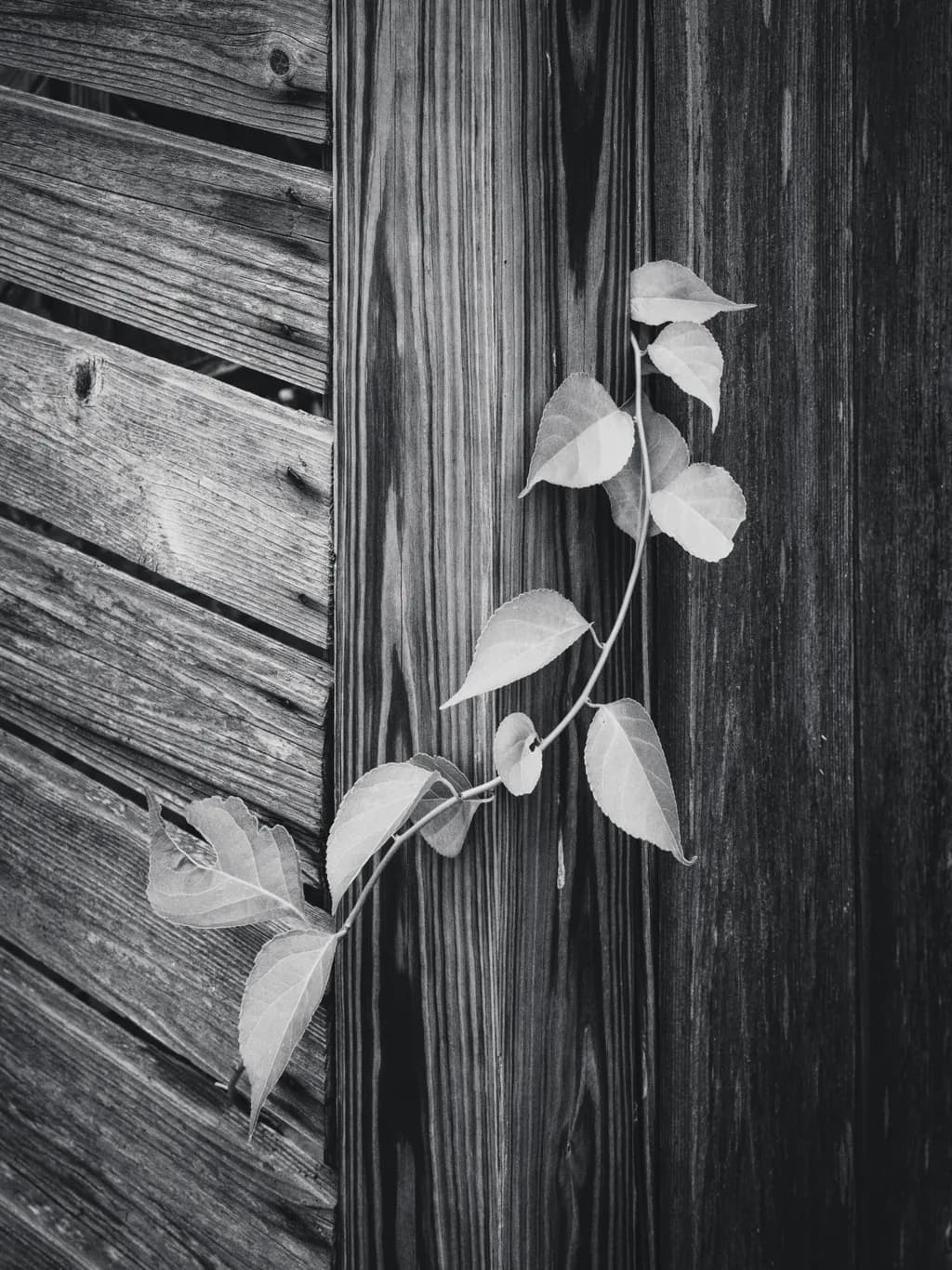 Silvered Leaves