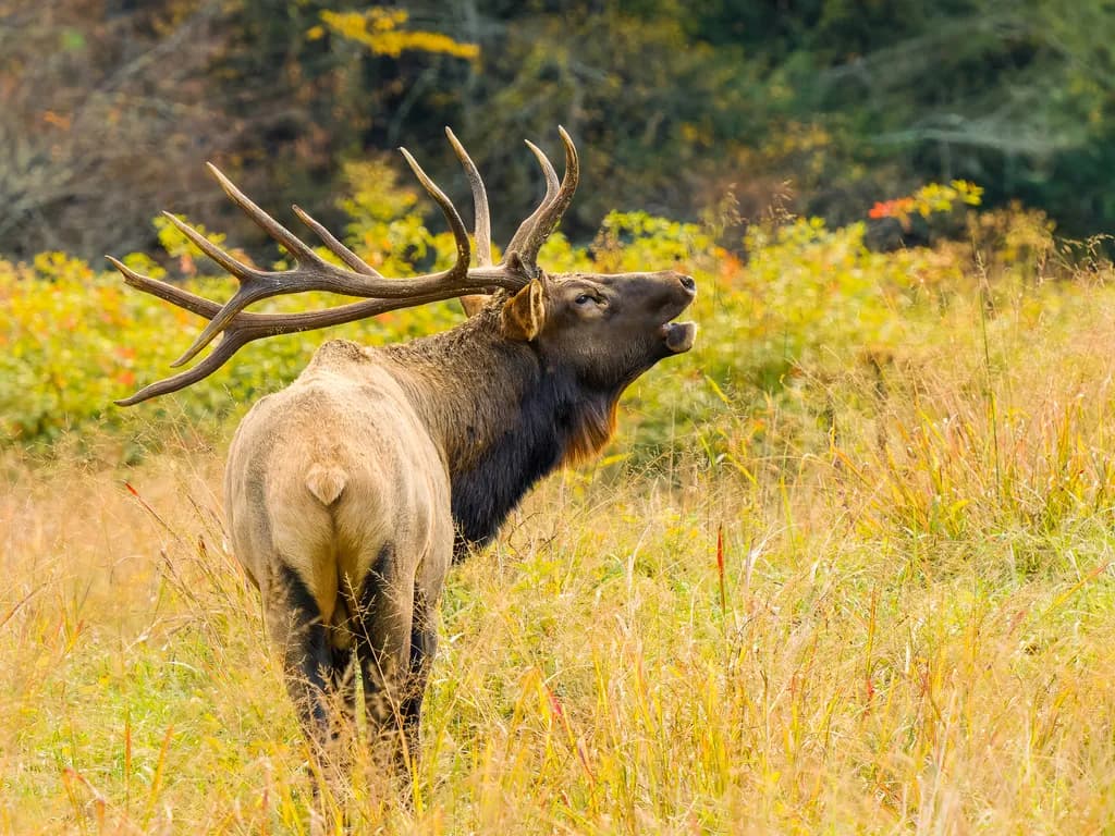 Majestic Call of the Elk: A Portrait of Nature's Grandeur
