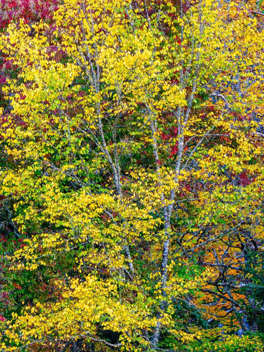 Autumn's Embrace: A Tapestry of Golden Leaves and Vibrant Hues