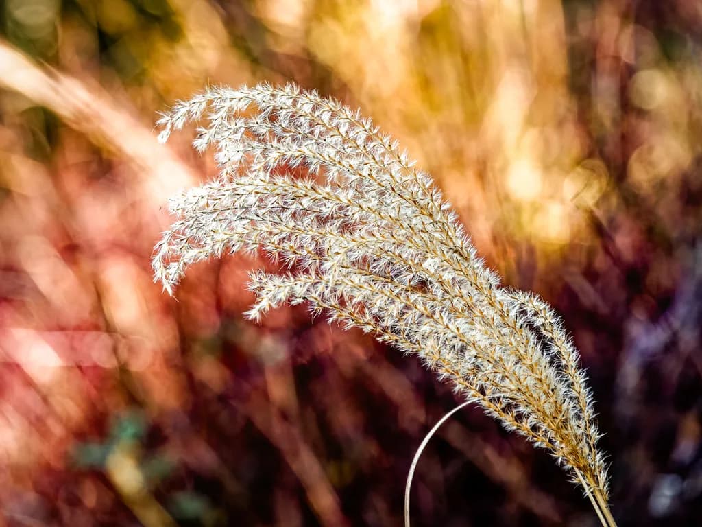Golden Grasses: A Soft Embrace of Nature's Palette in Blurry Backgrounds