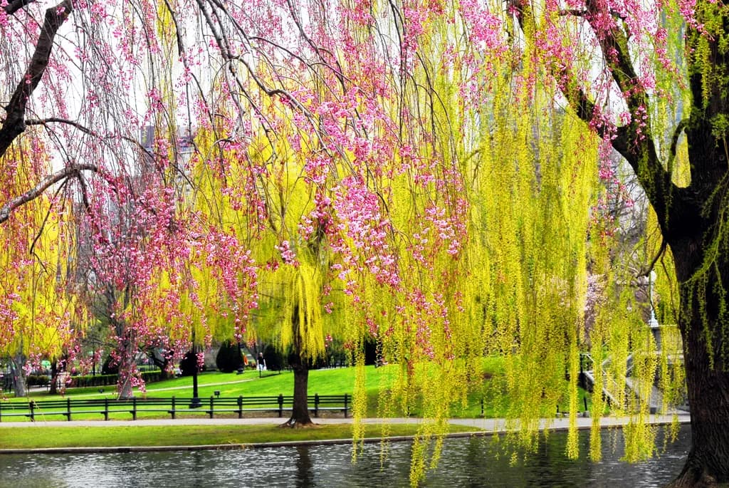 Spring Willow Bloom