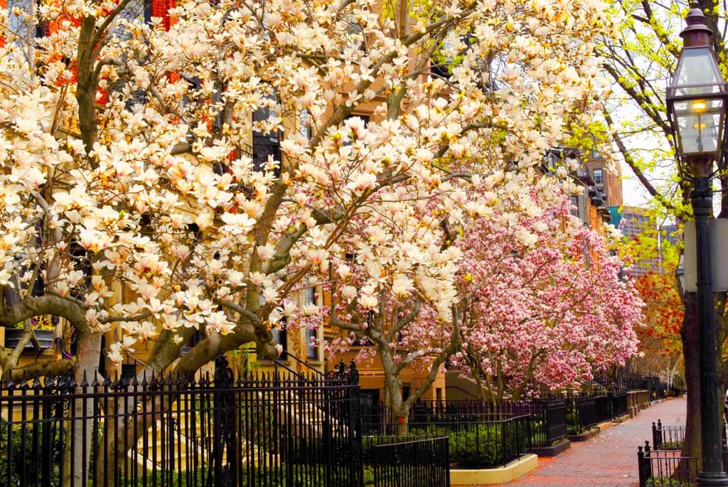 Springside Blossoms