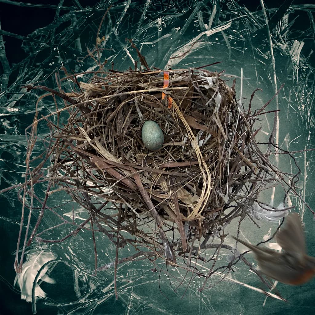 Robins Egg in Nest