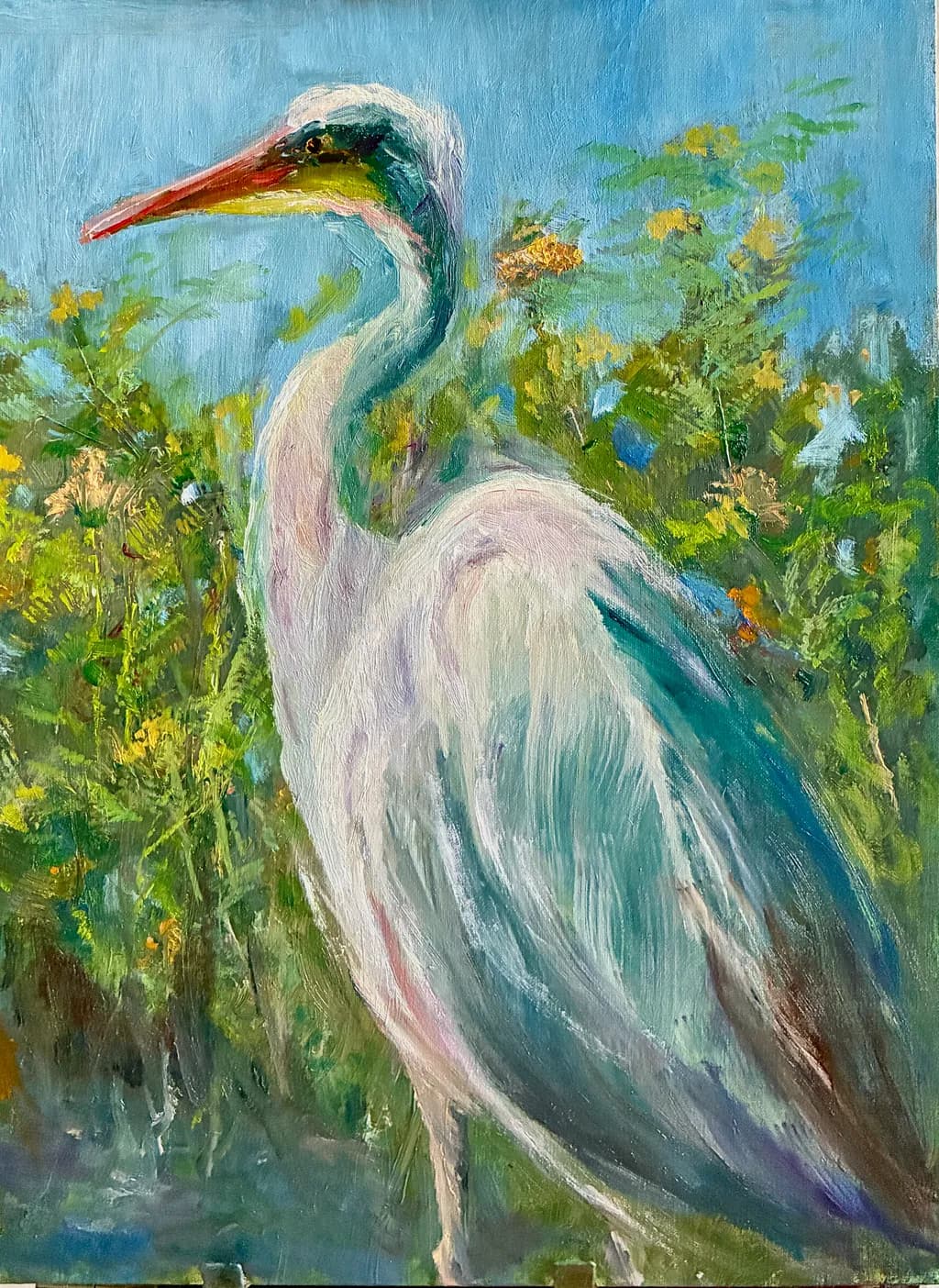 Grey Heron Study