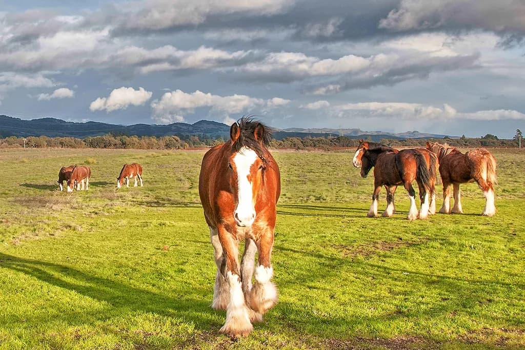 The Stallion of Sonoma