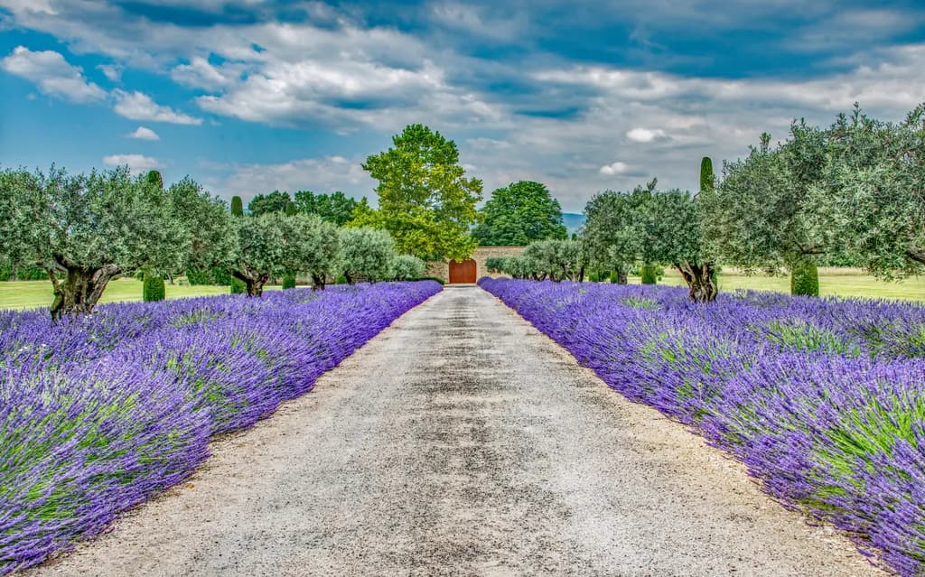 Lavender Driveway