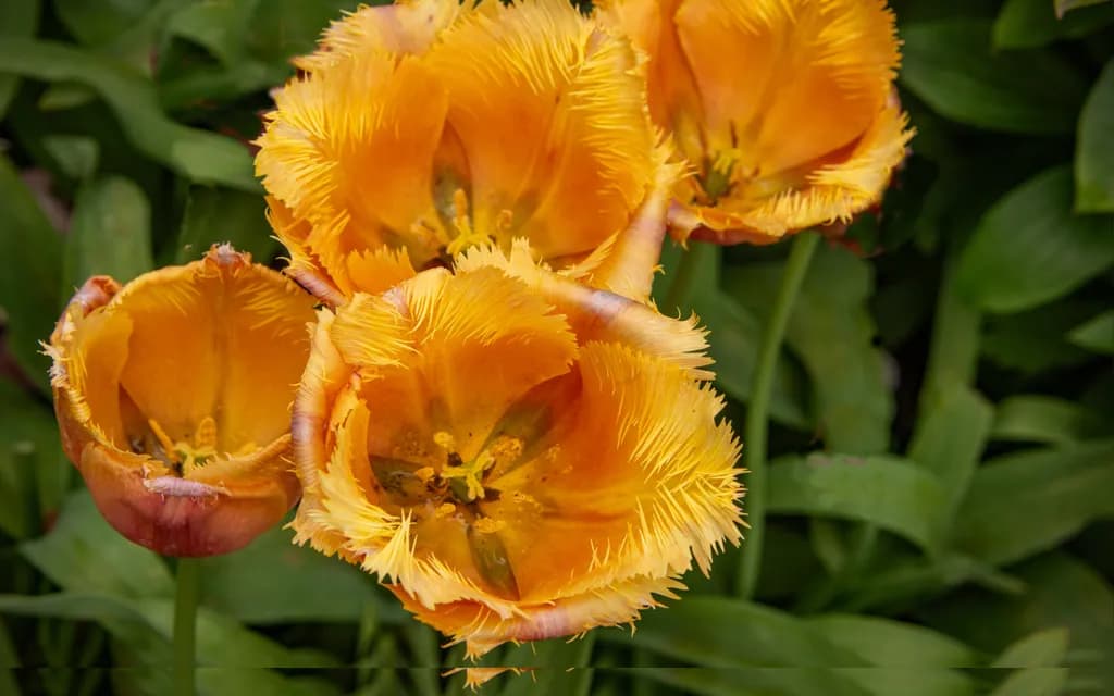 Fringed Four Tulips