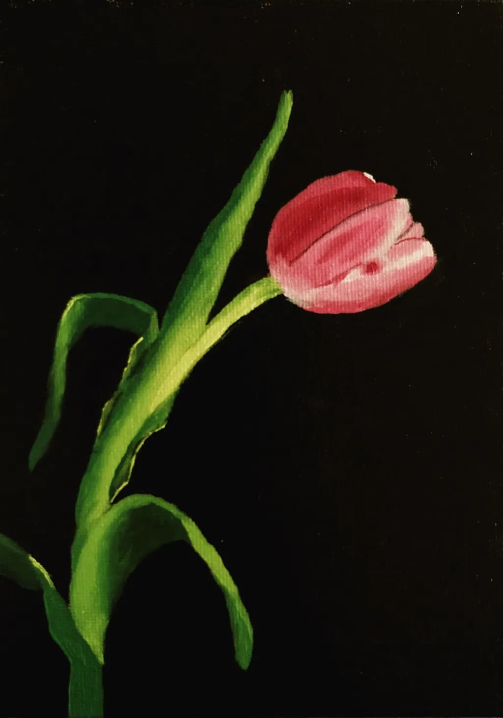 Tulip