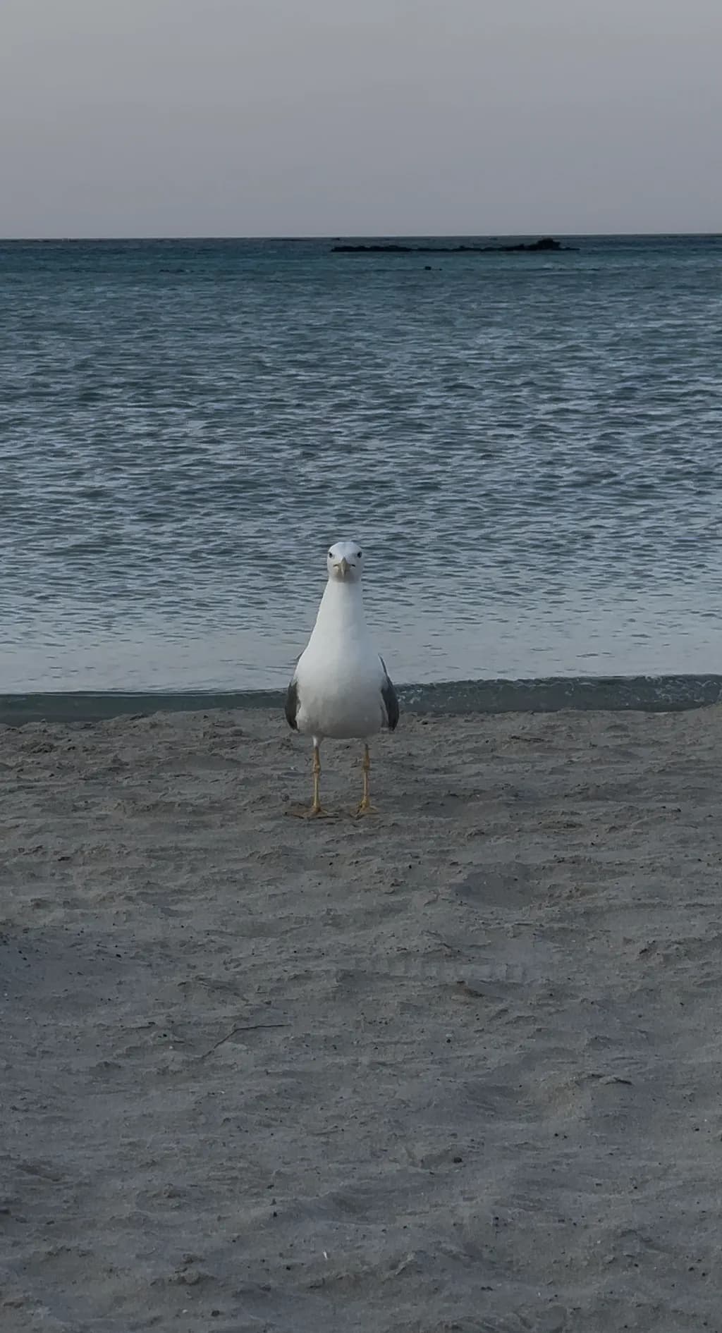 Beachside Watcher