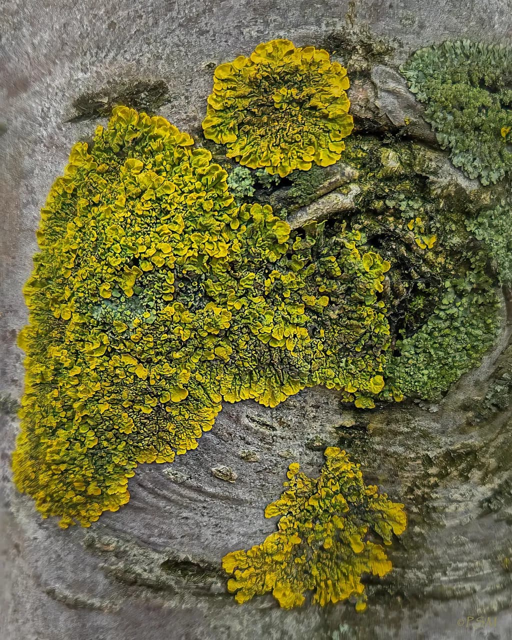Yellow Lichen on Bark