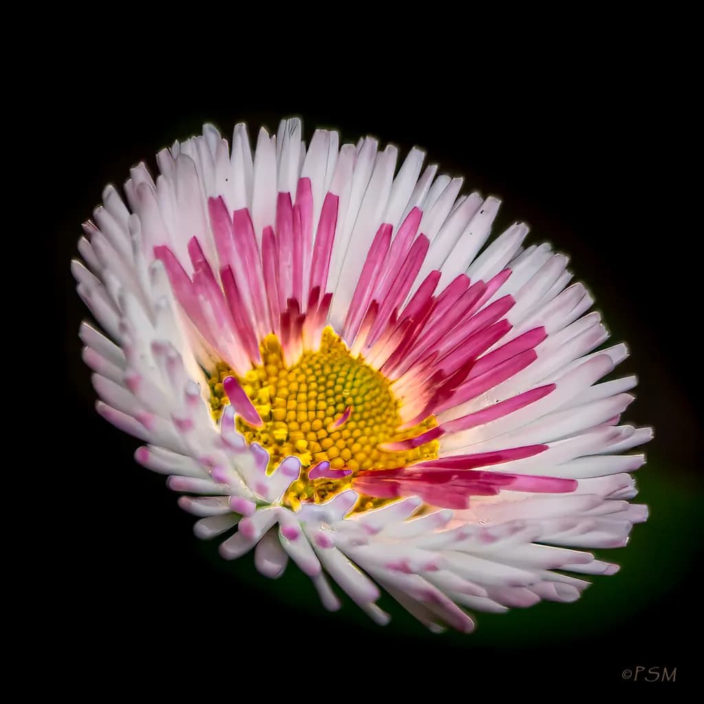 Pink Daisy Bloom