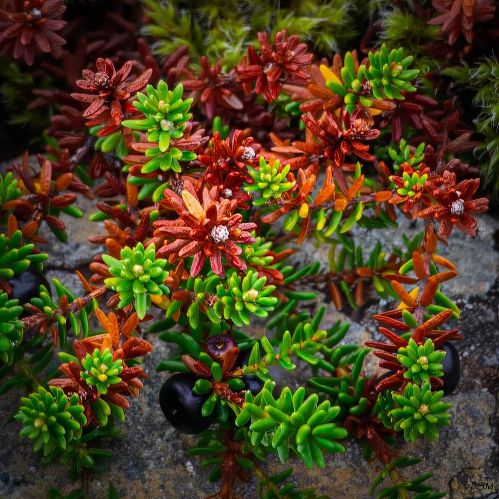 Succulent Berries Close-up