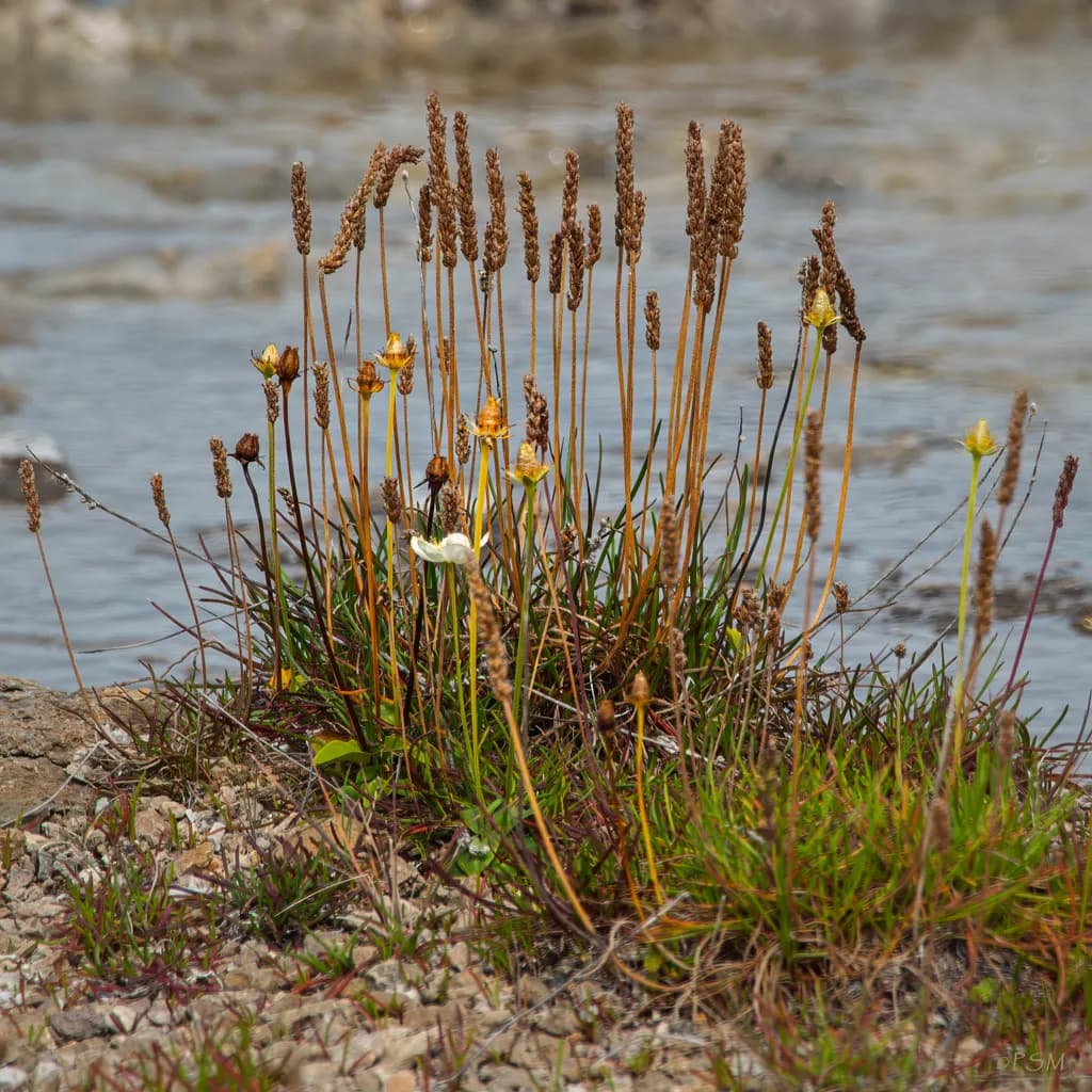 Rocky Riverbank Plants