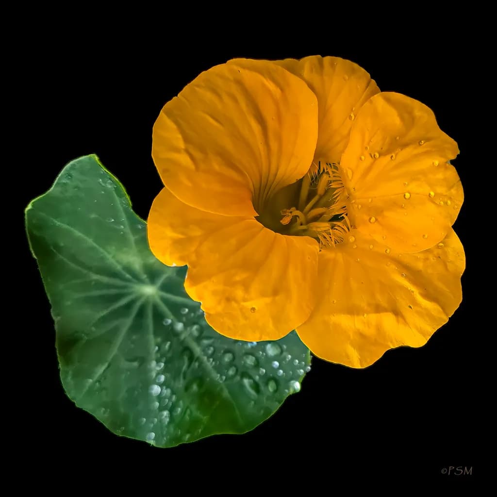 Yellow Nasturtium Bloom