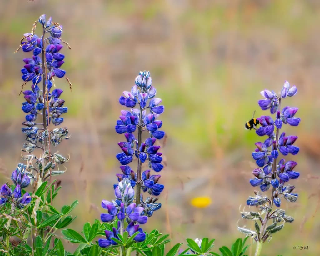 Lupine Blossoms with Bee