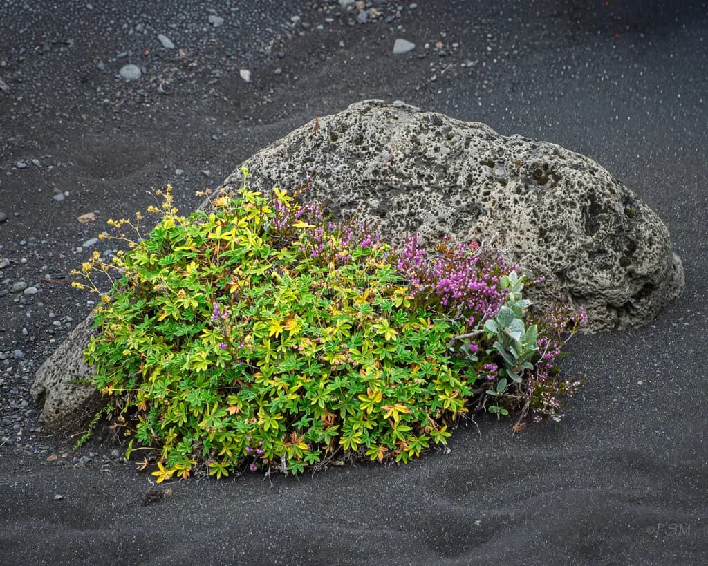 Black Sand Rock with Flowers
