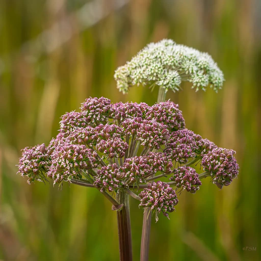 Clustered Wildflowers