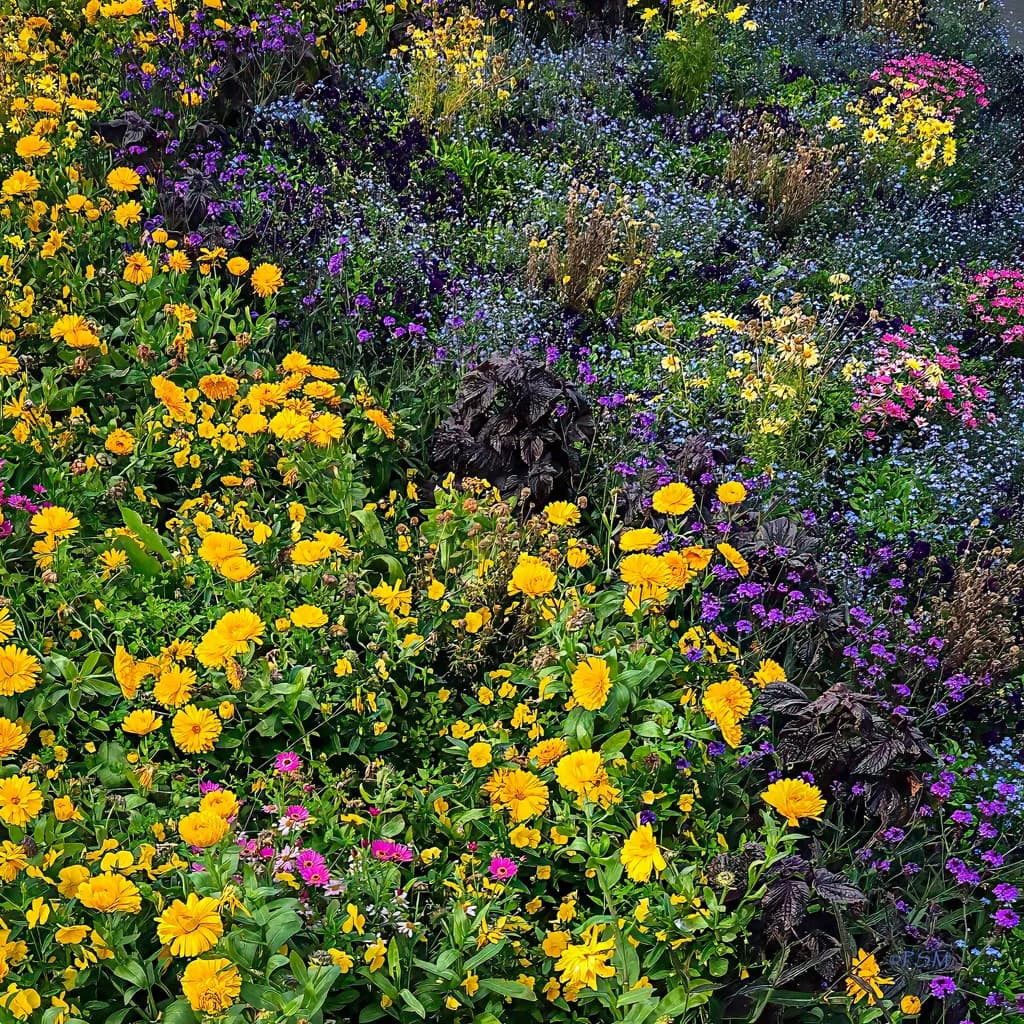 Wildflower Field Bloom