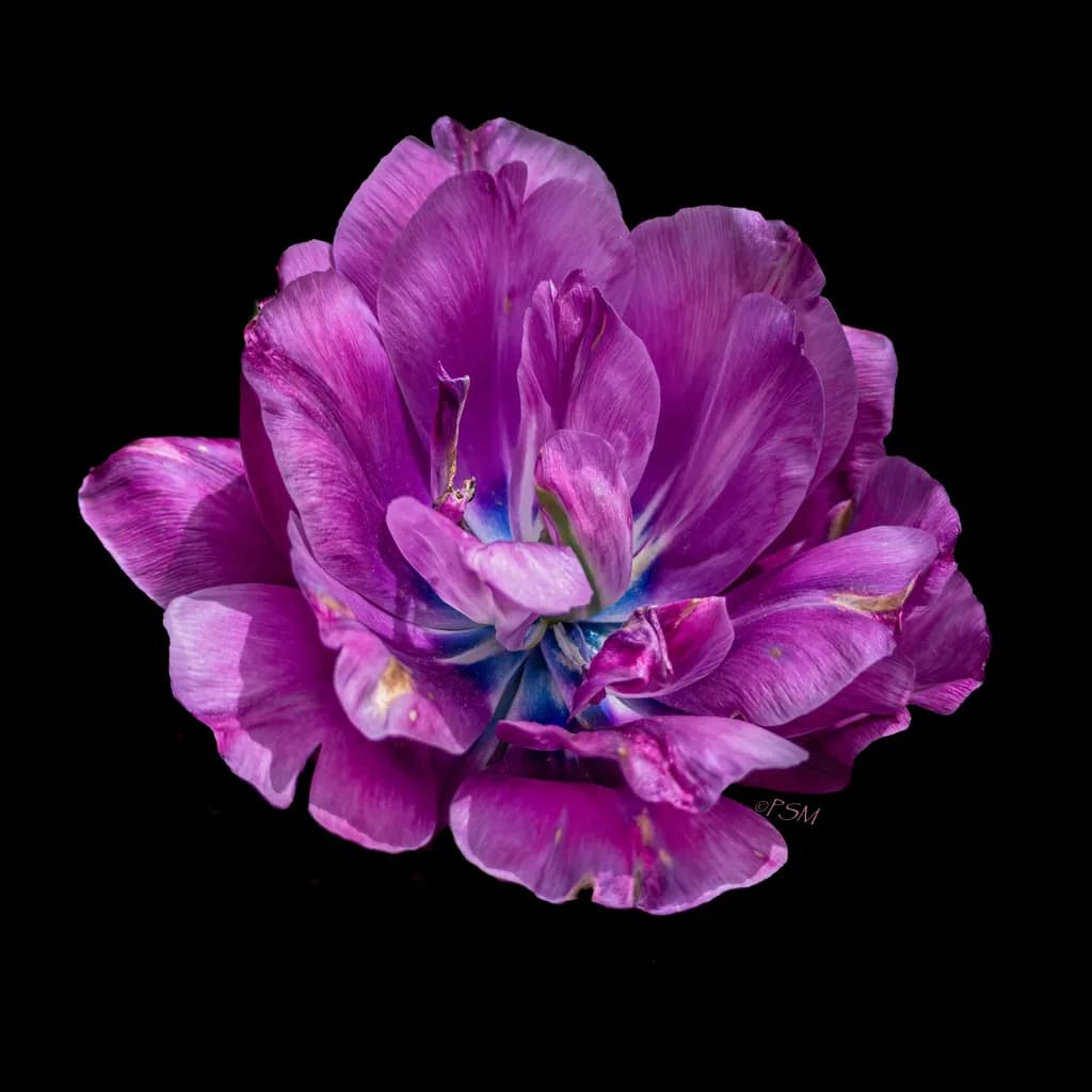 Purple Bloom Contrast
